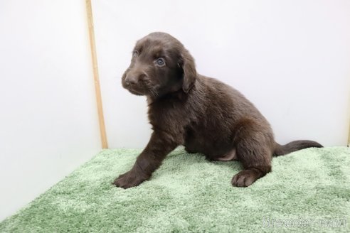成約済の群馬県のフラットコーテッドレトリーバー-347191の5枚目