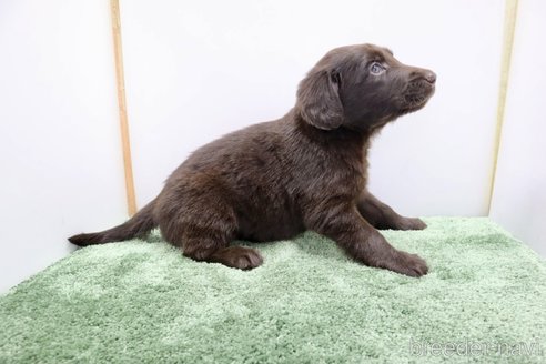 成約済の群馬県のフラットコーテッドレトリーバー-347191の4枚目
