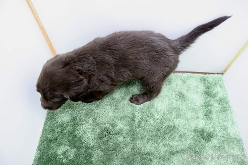 成約済の群馬県のフラットコーテッドレトリーバー-347191の2枚目