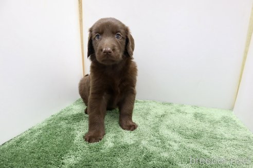 成約済の群馬県のフラットコーテッドレトリーバー-347192の5枚目