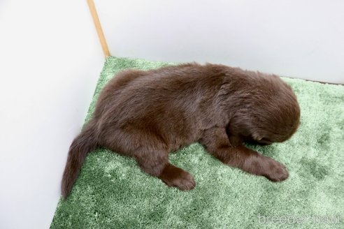 成約済の群馬県のフラットコーテッドレトリーバー-347192の3枚目