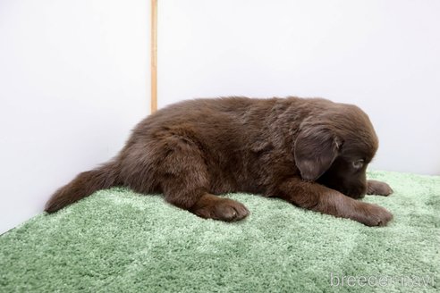 成約済の群馬県のフラットコーテッドレトリーバー-347192の4枚目