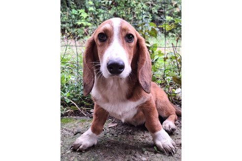 成約済の神奈川県のミックス犬-318216の5枚目