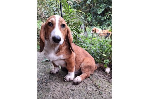 成約済の神奈川県のミックス犬-318216の4枚目
