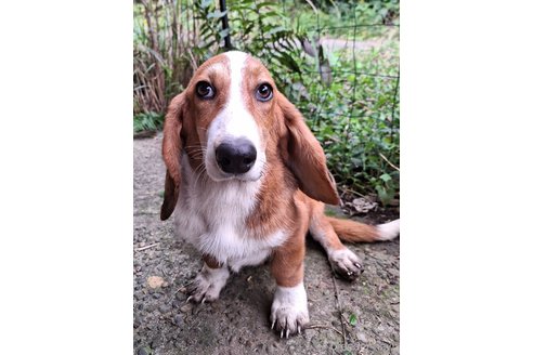 成約済の神奈川県のミックス犬-318216の2枚目