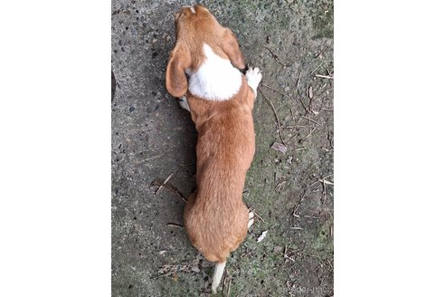 成約済の神奈川県のミックス犬-316927の7枚目