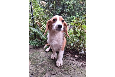 成約済の神奈川県のミックス犬-347209の5枚目