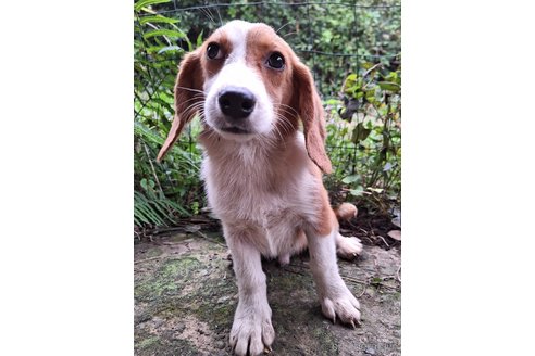 成約済の神奈川県のミックス犬-347209の4枚目