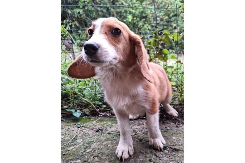 成約済の神奈川県のミックス犬-347209の3枚目