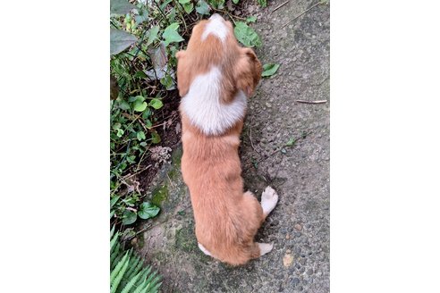 成約済の神奈川県のミックス犬-347209の2枚目