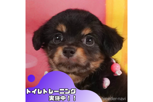 成約済の静岡県のチワプー:チワワ×トイプードル-347211の1枚目