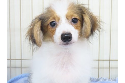 成約済の千葉県のパピヨン-325425の9枚目
