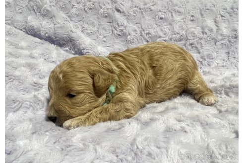 成約済の長野県のミックス犬-347229の6枚目