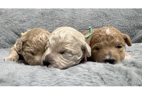 成約済の長野県のミックス犬-347231の3枚目