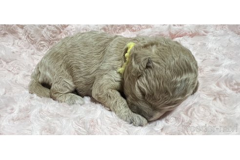 成約済の長野県のミックス犬-347231の4枚目