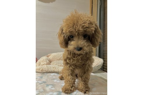 成約済の香川県のタイニープードル-313010の2枚目