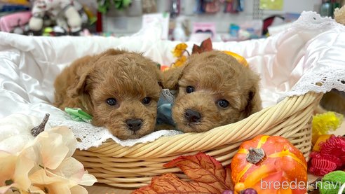 成約済の愛知県のトイプードル-347241の17枚目