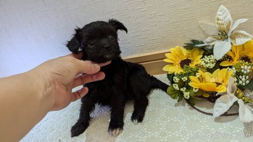 成約済の広島県のチワプー:チワワ×トイプードル-341209の51枚目