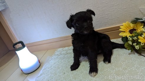 成約済の広島県のチワプー:チワワ×トイプードル-341209の46枚目