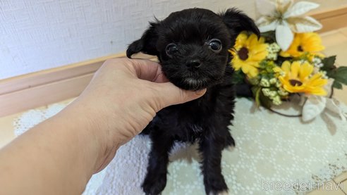 成約済の広島県のチワプー:チワワ×トイプードル-341209の45枚目