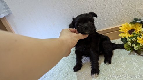 成約済の広島県のチワプー:チワワ×トイプードル-341209の44枚目
