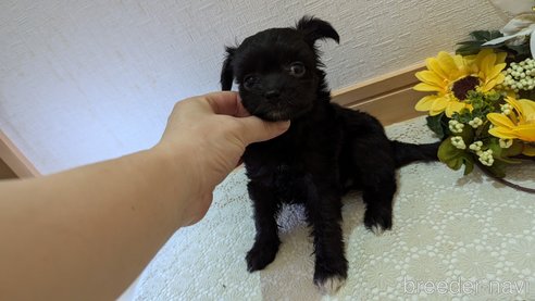 成約済の広島県のチワプー:チワワ×トイプードル-341209の43枚目