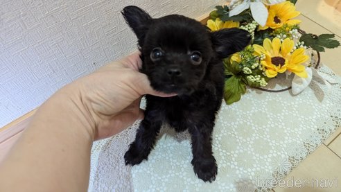 成約済の広島県のチワプー:チワワ×トイプードル-341212の73枚目