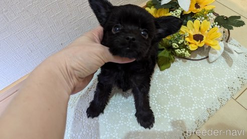 成約済の広島県のチワプー:チワワ×トイプードル-341212の72枚目
