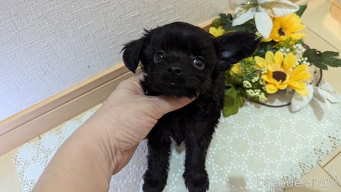 成約済の広島県のチワプー:チワワ×トイプードル-341212の70枚目