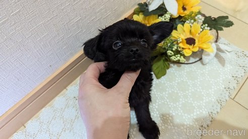 成約済の広島県のチワプー:チワワ×トイプードル-341212の71枚目
