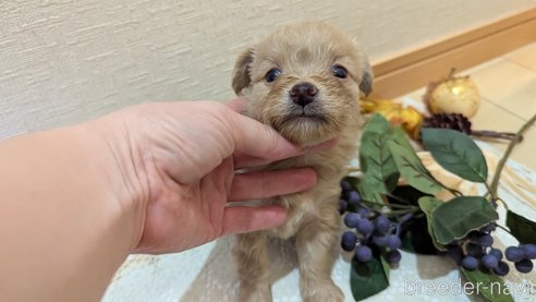 成約済の広島県のチワプー:チワワ×トイプードル-345218の3枚目