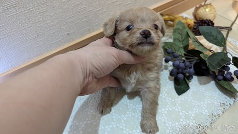 成約済の広島県のチワプー:チワワ×トイプードル-345218の2枚目