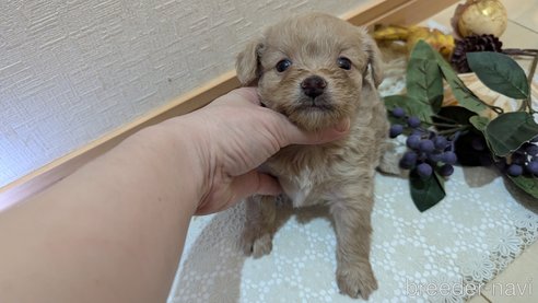 成約済の広島県のチワプー:チワワ×トイプードル-345218の1枚目