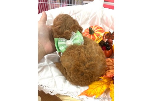 成約済の愛知県のトイプードル-347242の18枚目