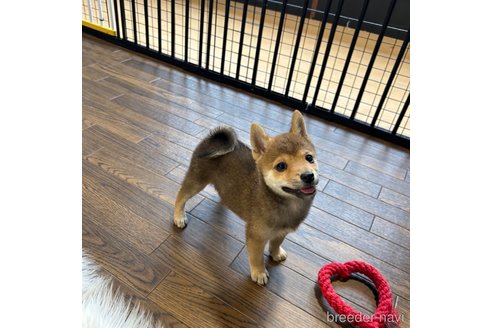 成約済の栃木県の柴犬-343875の25枚目