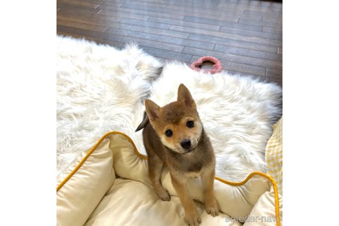 成約済の栃木県の柴犬-343875の24枚目