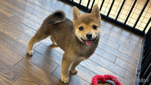 成約済の栃木県の柴犬-343875の23枚目