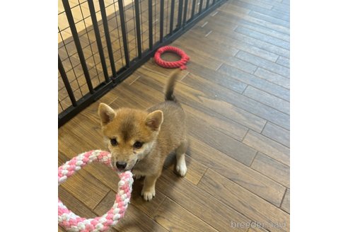 成約済の栃木県の柴犬-343879の23枚目