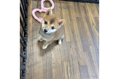 成約済の栃木県の柴犬-343879の22枚目