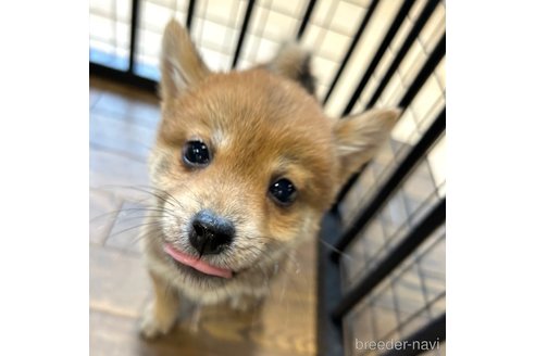 成約済の栃木県の柴犬-343880の27枚目