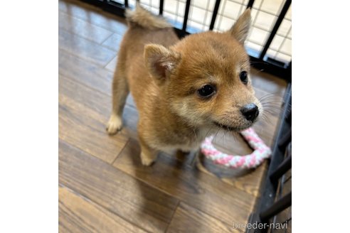 成約済の栃木県の柴犬-343880の26枚目