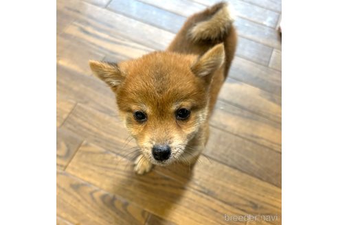 成約済の栃木県の柴犬-343880の25枚目