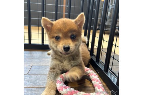 成約済の栃木県の柴犬-343880の23枚目