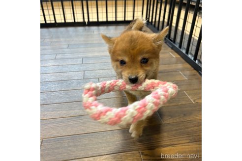 成約済の栃木県の柴犬-343880の22枚目