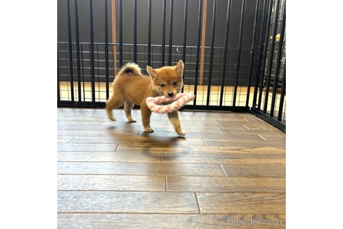 成約済の栃木県の柴犬-343880の21枚目