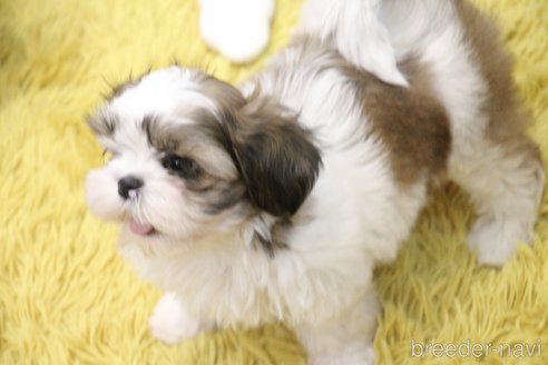 成約済の愛知県のシーズー-331833の15枚目