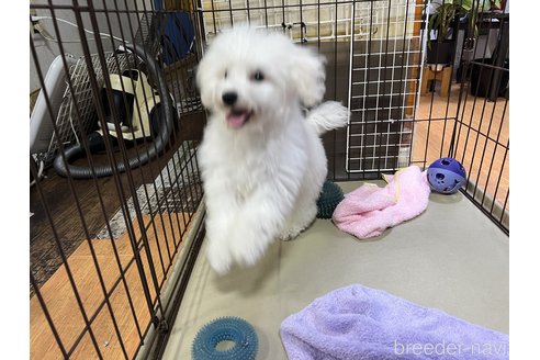 成約済の栃木県のビションフリーゼ-331707の2枚目