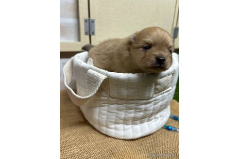 成約済の北海道のポメラニアン-347283の19枚目