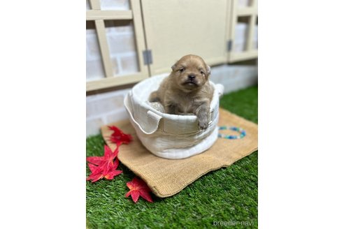 成約済の北海道のポメラニアン-347283の17枚目