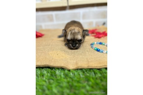 成約済の北海道のチワワ(ロングコート)-345736の20枚目